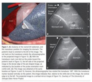 Understanding Abdominal Ultrasonography In Horses Which Way Is Up Eqcovet