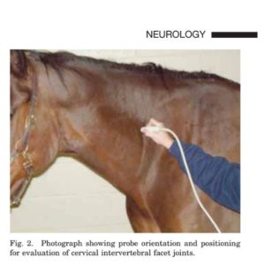 How To Perform Sonographic Examination And Ultrasound Guided Injection Of The Cervical Vertebral Facet Joints In Horses Eqcovet