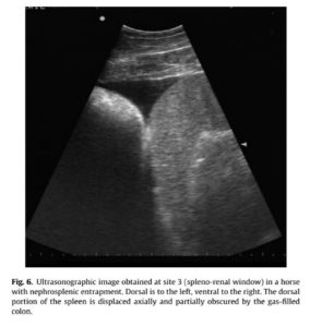 Evaluation Of A Protocol For Fast Localised Abdominal Sonography Of Horses Flash Admitted For Colic Eqcovet
